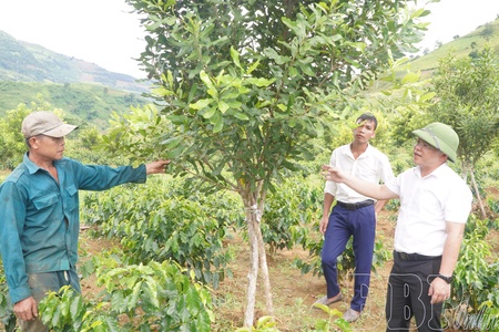 Mường Mùn reduces poverty through key crops