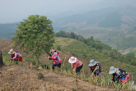 Na Sang expands pineapple cultivation area