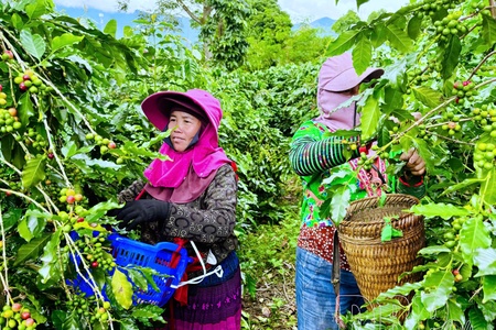 Mường Ảng coffee enters harvest season
