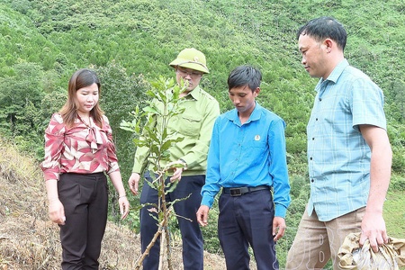 Untangling zoning bottlenecks to expand macadamia and coffee acreage