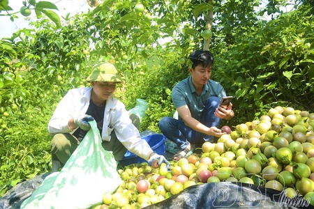 Opening sustainable development direction for passion fruit