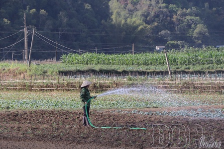 Turning winter crop into major production season