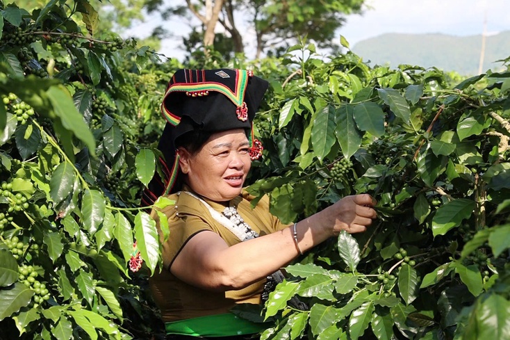 Visiting Mường Khoe valley - the “capital” of Arabica coffee in Northwestern region