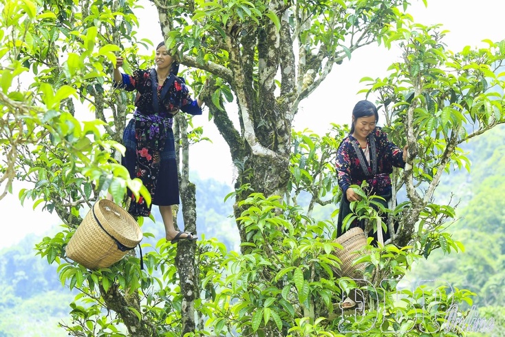 Giving a name to Tủa Chùa Shan tuyết tea