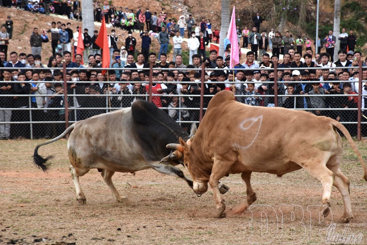 New Year Bullfighting: A cultural beauty in Na Son