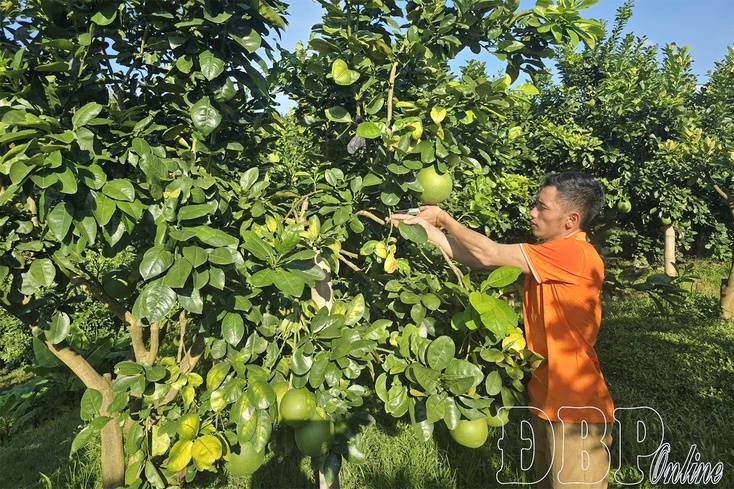 Điện Biên develops green - smart - sustainable agriculture
