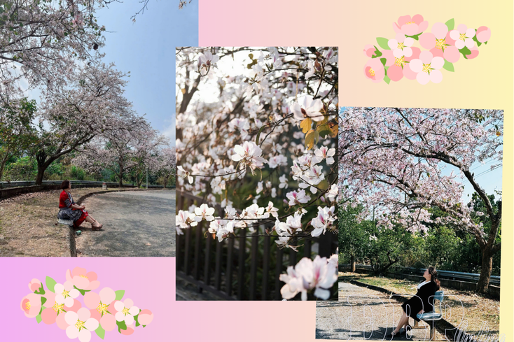 Where iconic blossoms stop travelers during their stay in Điện Biên