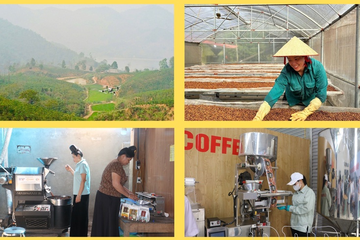 Mường Ảng develops coffee in association with processing