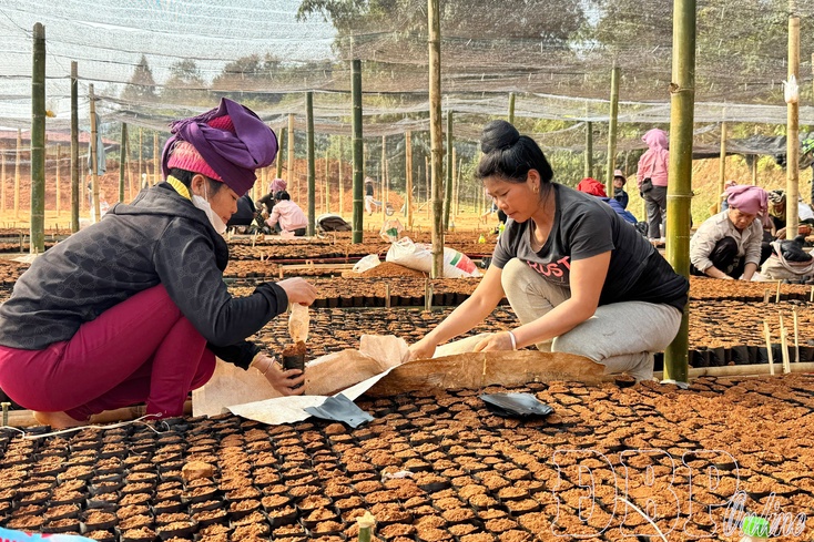 Awakening potential of coffee and macadamia in Điện Biên