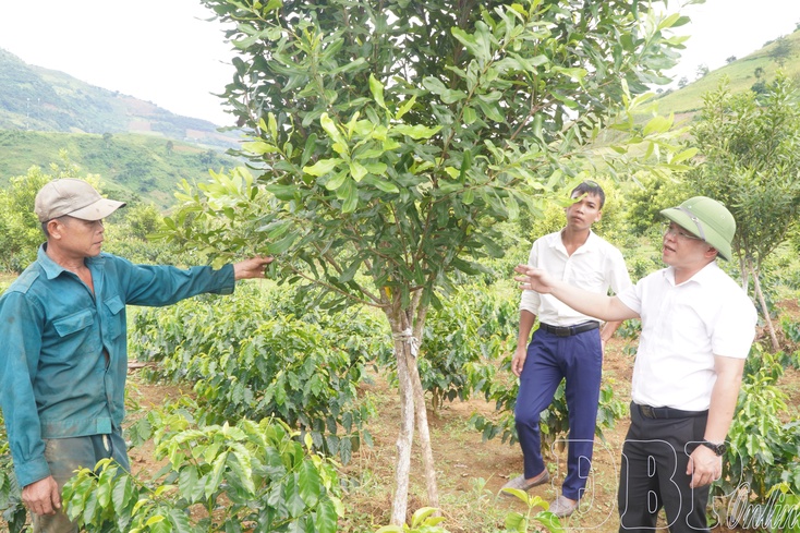Mường Mùn reduces poverty through key crops