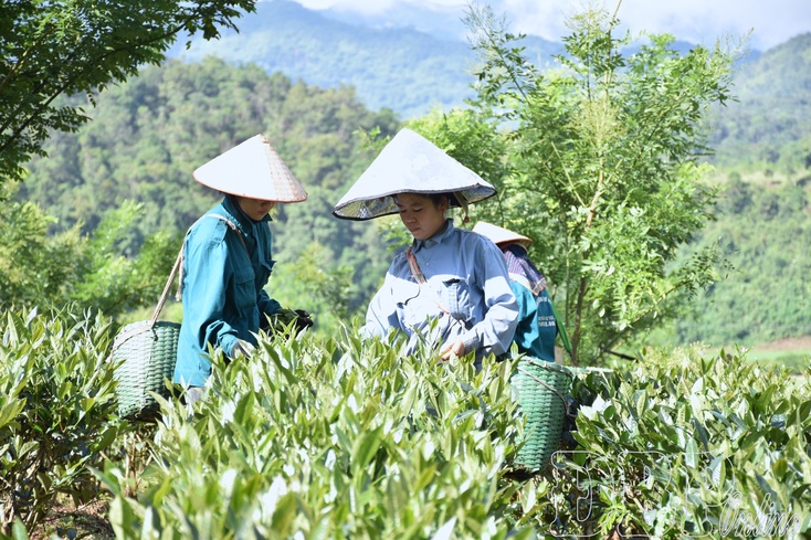 Điện Biên tea finds its way to global markets