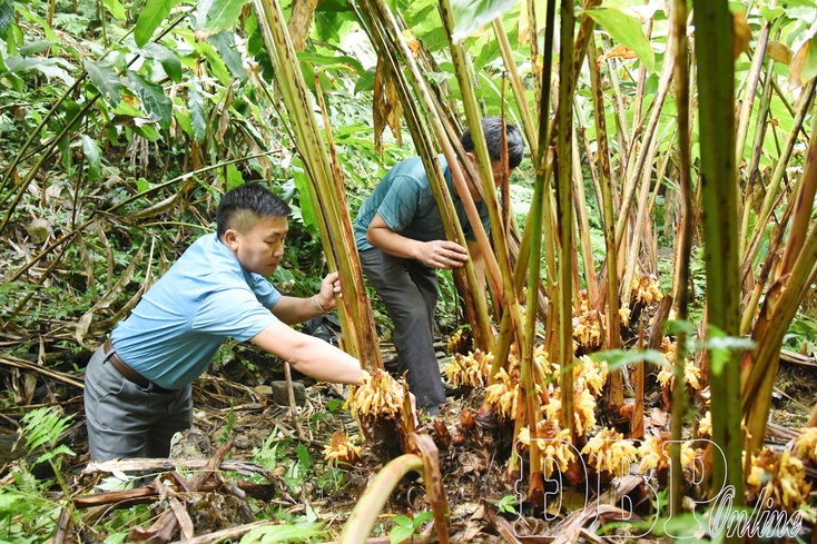 Awakening potential, developing medicinal herbs beneath forest canopy