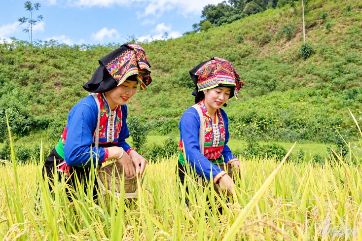 New rice festival preserves soul of Lào ethnic group