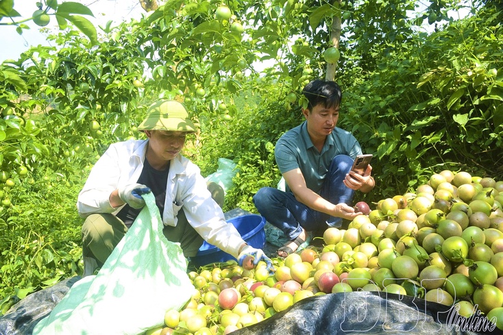 Opening sustainable development direction for passion fruit