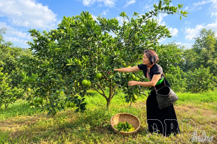 Applying biotechnology in agricultural production